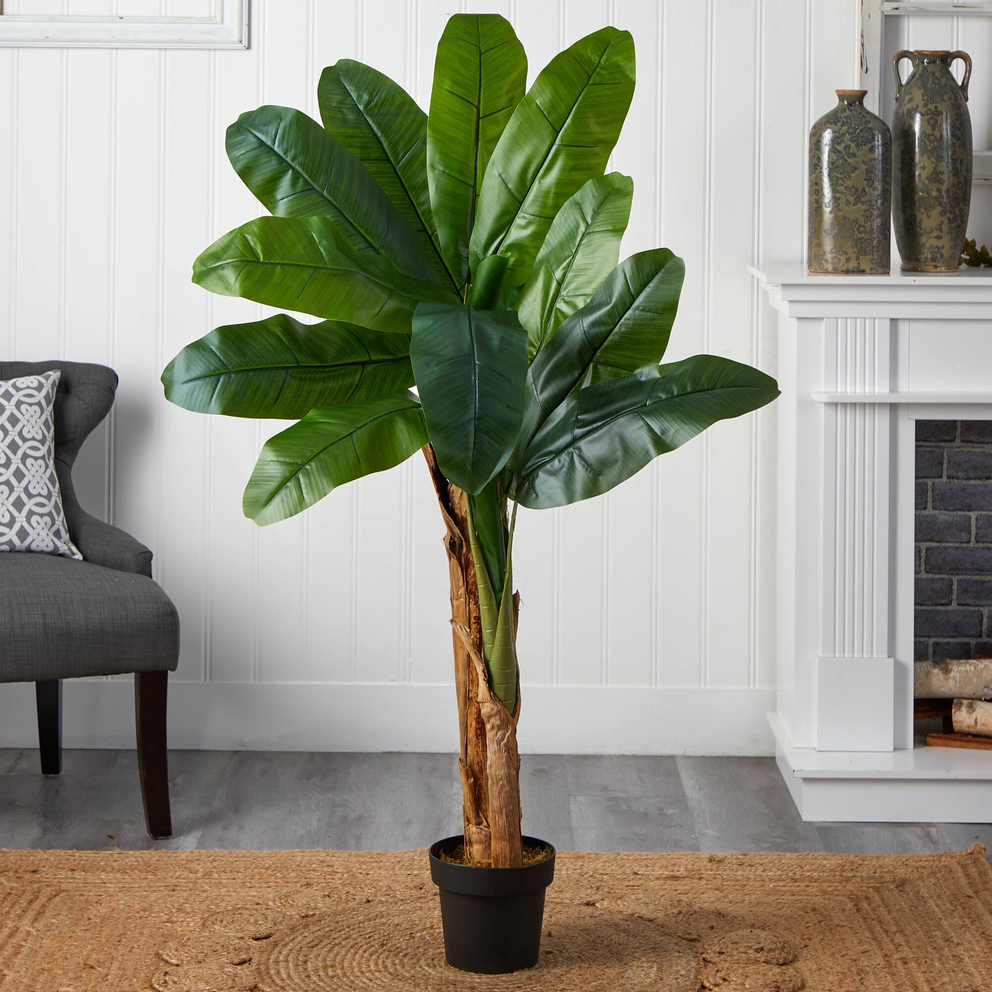4ft. Double Stalk Banana Tree